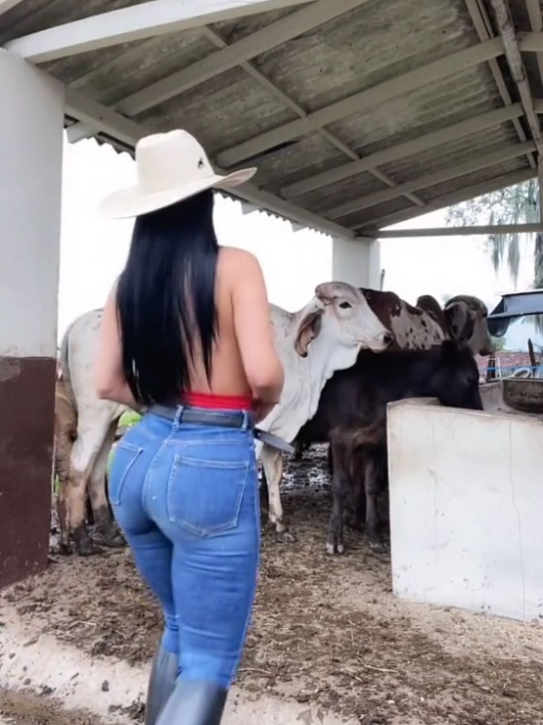[视频]牛群中的牛仔裤美女